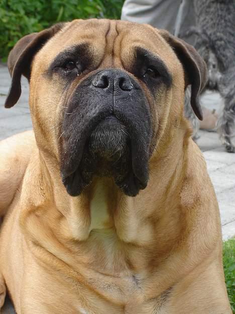 Bullmastiff LEICA - ER DU IK LIDT TÆT PÅ NU? billede 6