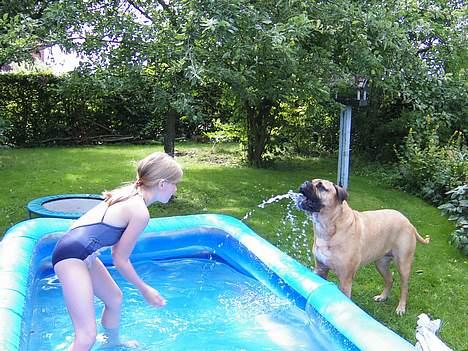 Bullmastiff LEICA - HVEM SPRØJTER PÅ HVEM billede 7