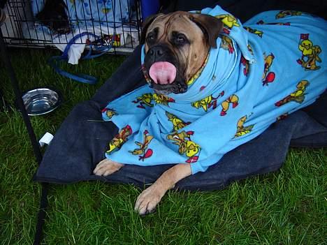 Bullmastiff LEICA - JA DET VAR ALTSÅ KOLDT AT VÆRE TIL STÆVNE billede 8