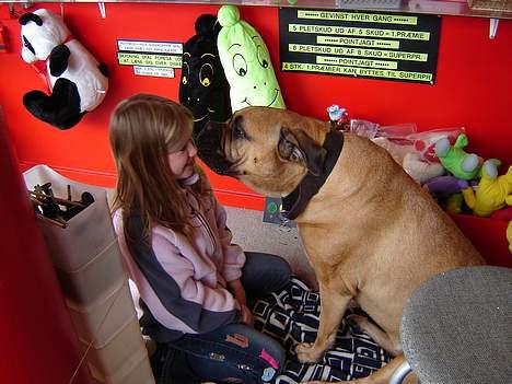 Bullmastiff LEICA - KYS MIG SÅ CILLE billede 9