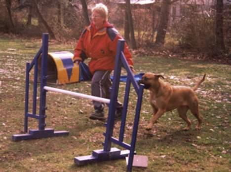 Bullmastiff LEICA - TRÆNING I HERLEV 2000 billede 10