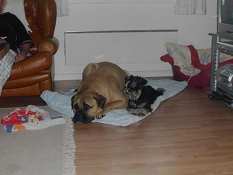 Bullmastiff LEICA - AFSLAPNING MED MIN ´´SØSTER´´ GUCCI  I THY billede 11