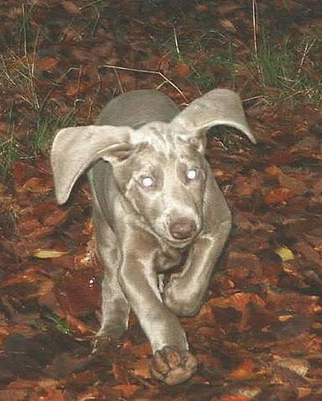 Weimaraner Geniet Geister  - Fuld fart frem, første gang i skoven *ss* billede 13