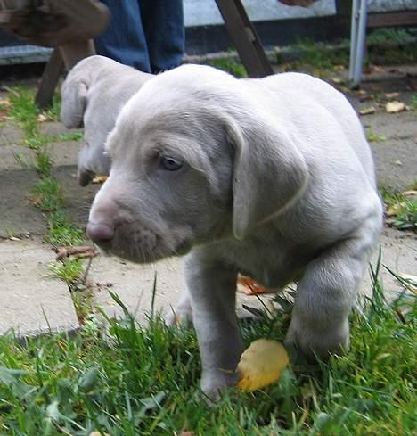 Weimaraner Geniet Geister  - vist en af de første gange jeg var ude *ss* billede 14