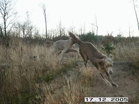 Weimaraner Geniet Geister  - Jeg er lige i hælene på dig ! billede 15