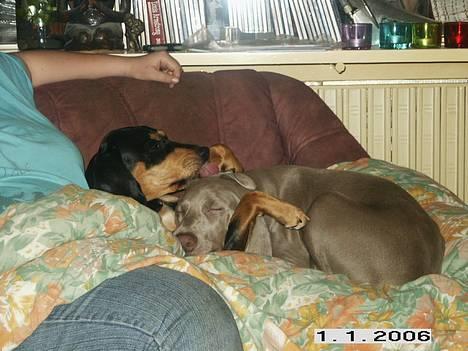 Weimaraner Geniet Geister  - Uh uh ! Hende Frida er bare den bedste at putte hos ! billede 16