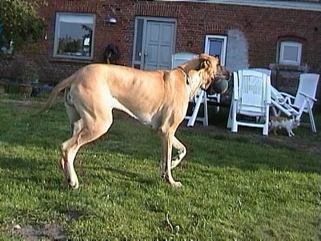 Grand danois Great Dane's Tinka - skal vi ik lege med bold???????? billede 3