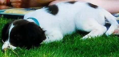 Field Trial spaniel Mickey  - lille og ynkelig... billede 12