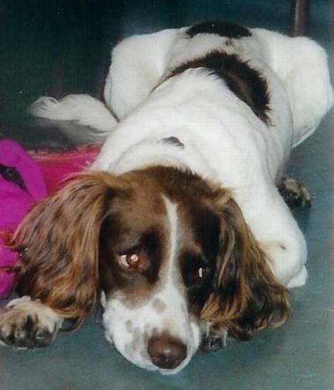 Field Trial spaniel Mickey  - det hårdt at være på dyreskue..  billede 13