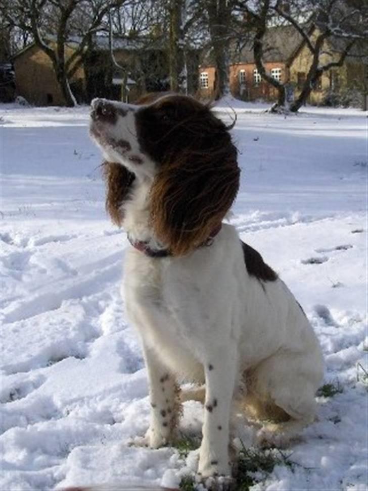 Field Trial spaniel Mickey  - Mickey venter på der bliver kastet bold billede 14