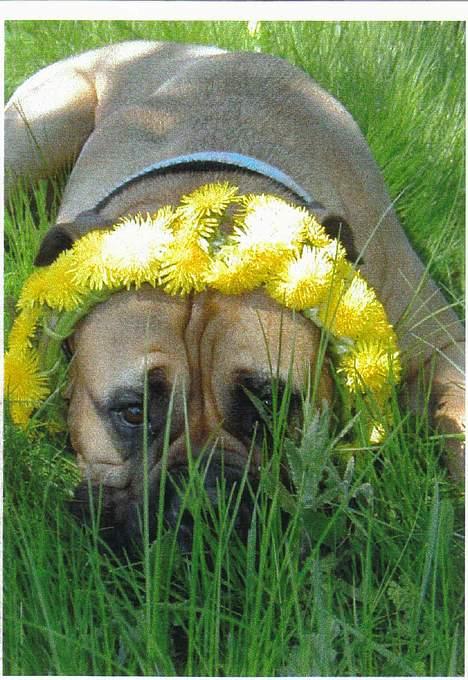 Bullmastiff LEICA - HAR JEG IK GEMT MIG GODT? billede 12