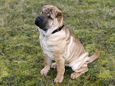 Shar pei Nanna + Død+  - Nanna Bandida China House billede 1