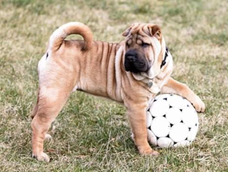 Shar pei Nanna + Død+  - Den her er der ingen der får.... billede 2