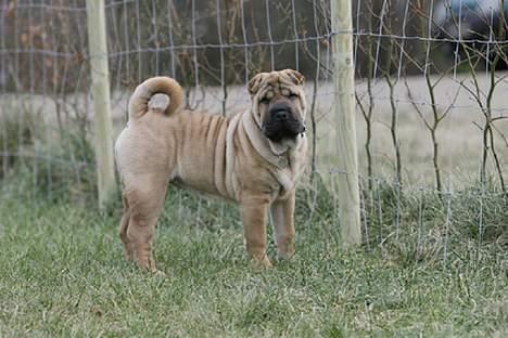 Shar pei Nanna + Død+  - Jeg elsker min have, men det hegn er træls!!! billede 3