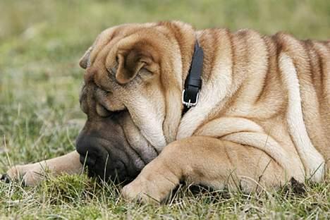 Shar pei Nanna + Død+  - Mon ikke der er noget spændende under græsset? billede 4