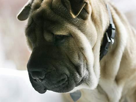 Shar pei Nanna + Død+  - Lige til at kysse... billede 5