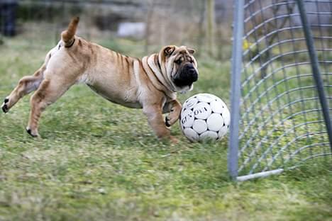 Shar pei Nanna + Død+  - Mor siger jeg er en rigtig "score-hund"... billede 6