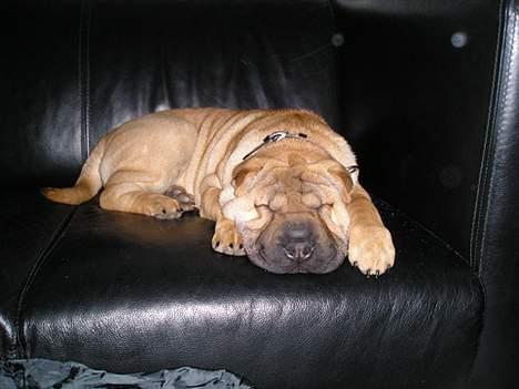 Shar pei Nanna + Død+  - Man er vel et sofa-dyr... billede 7
