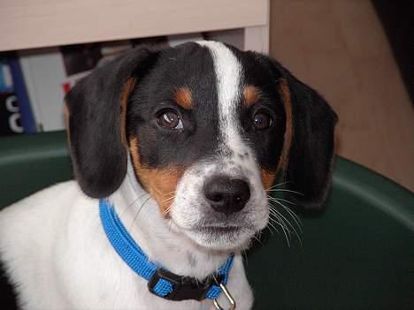 Dansk svensk gaardhund Kvik billede 6