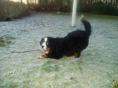 Berner sennenhund Bonnie.  (død) - Nu er jeg vist lidt pjokket. billede 10
