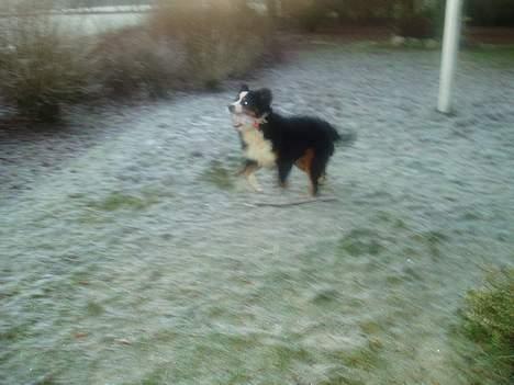 Berner sennenhund Bonnie.  (død) - Min sodavandsflaske skal jeg lige have med mig. billede 11