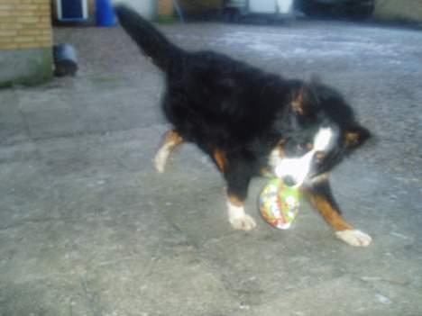 Berner sennenhund Bonnie.  (død) - Jeg elskede at lege med min bold. billede 12