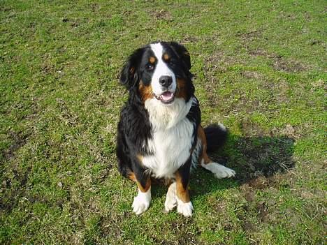 Berner sennenhund Bonnie.  (død) - Er jeg ikke bare sød. billede 13