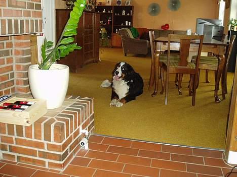 Berner sennenhund Bonnie.  (død) - Her hygger jeg mig rigtig. billede 14