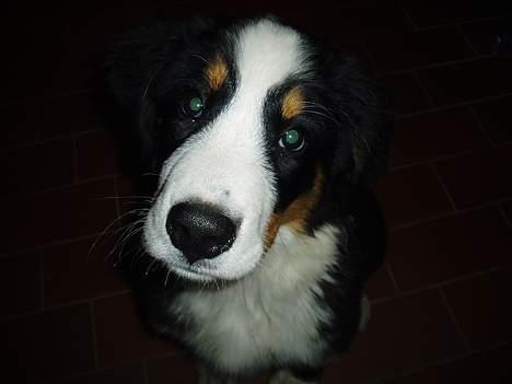 Berner sennenhund Bonnie.  (død) - Her er jeg, hvis I kan se mig... billede 15