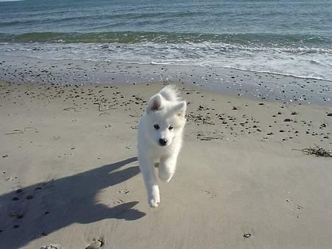 Samojedhund Sentho  billede 7