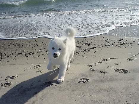 Samojedhund Sentho  billede 8