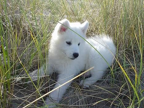 Samojedhund Sentho  billede 9