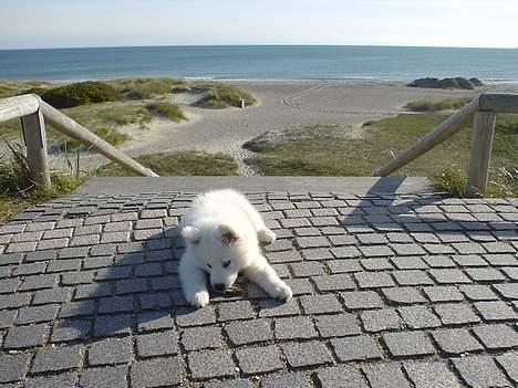 Samojedhund Sentho  billede 10