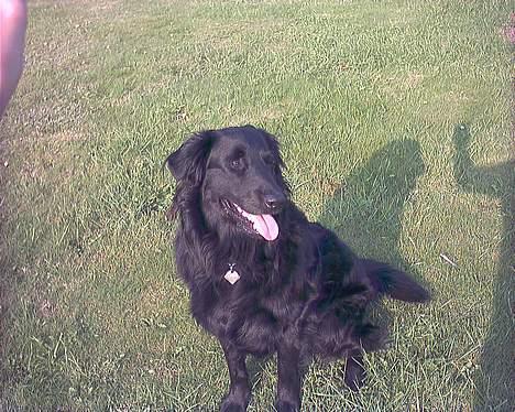 Blanding af racer Emil billede 1