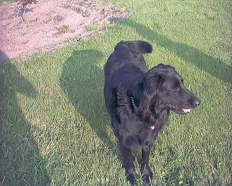 Blanding af racer Emil billede 2