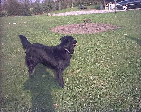 Blanding af racer Emil billede 3