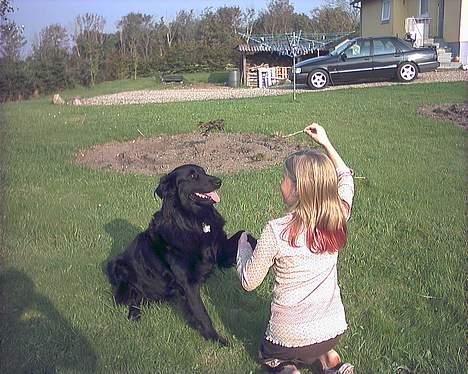 Blanding af racer Emil - siger goddag til Yrsa:D billede 4