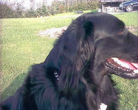 Blanding af racer Emil - ikk så godt, mangler en snude billede 5