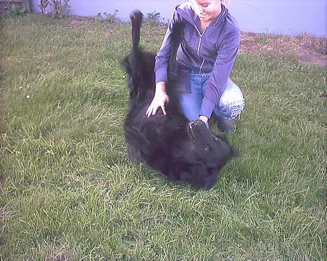 Blanding af racer Emil - argh... bliver tævet af min ejer billede 6