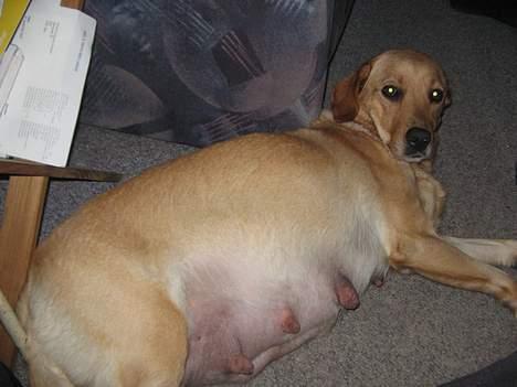 Labrador retriever Putte - nu er der kun få dage til jeg skal føde.. billede 14