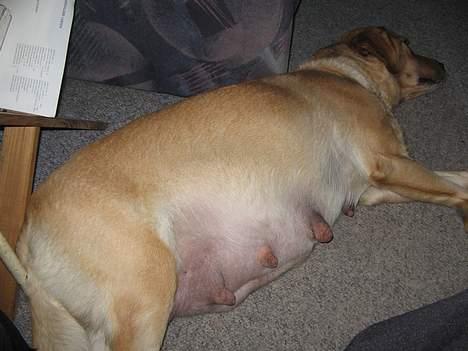 Labrador retriever Putte - iihh hvor er det hårdt at være gravid.. billede 15