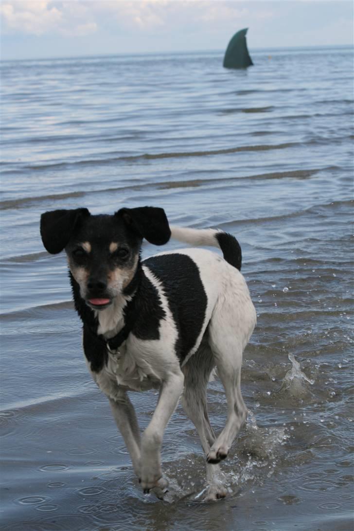 Dansk svensk gaardhund Tezza - Godt hun nåede ind  på land. billede 11