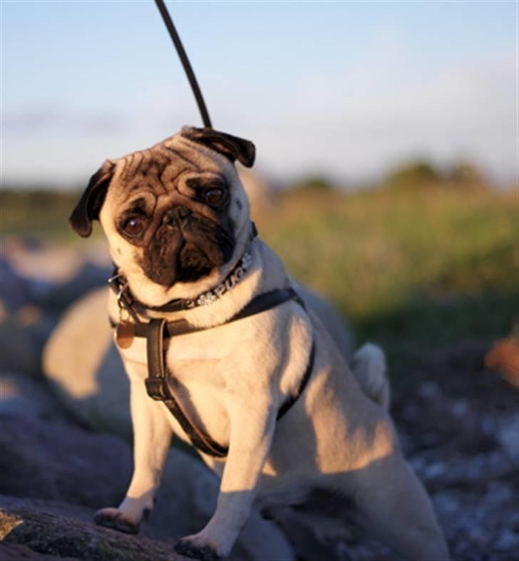 Mops Anton Sixten Milo - Smuk mops i solnedgangens skær! Juni 2007 :0)  billede 5