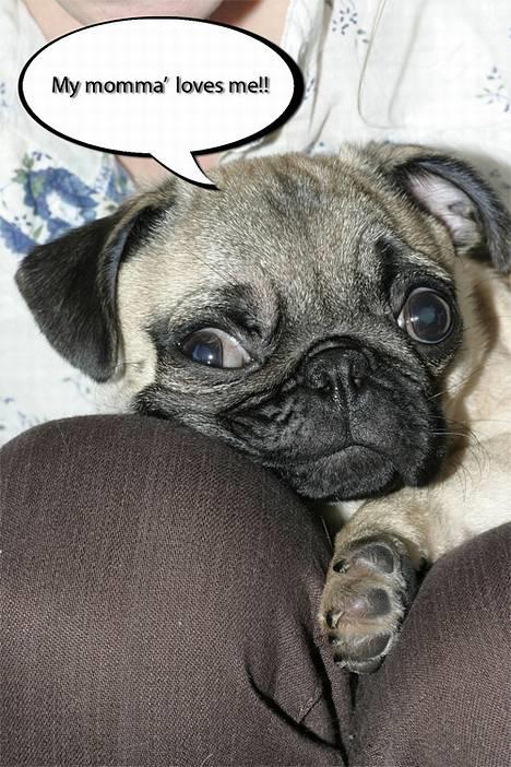Mops Anton Sixten Milo - Hvem sagde momma´s boy?! billede 6