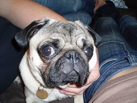 Mops Anton Sixten Milo - Tittebøhhh!! billede 7