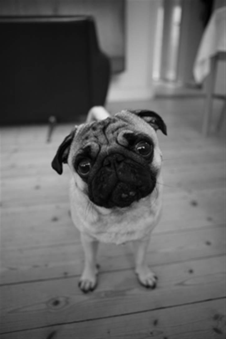 Mops Anton Sixten Milo - Anton oktober 2007 :0) billede 8