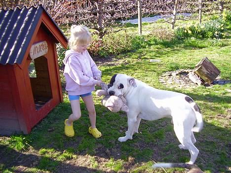 Amerikansk bulldog Matti Vega - Kirstine og matti leger i haven:0) billede 9