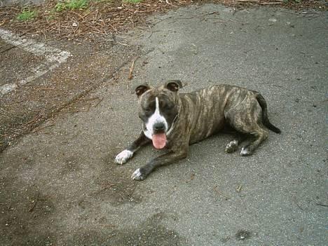 Blanding af racer Tulle - så er mælkebaren åben! billede 1