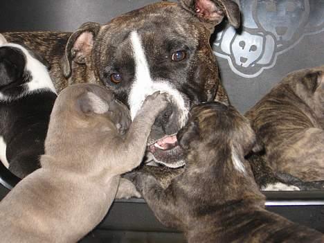 Blanding af racer Tulle - viser trunte hvordan man slås! billede 2