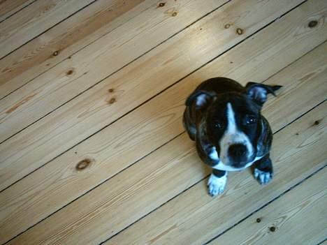 Blanding af racer Tulle - tulles første nytårsaften! billede 3